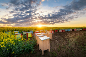 Beautiful sunset over rape fields with bee hives