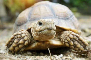 African Sulcata Tortoise Natural Habitat,Close up African spurred tortoise resting in the garden, Slow life ,Africa spurred tortoise sunbathe on ground with his protective shell ,Beautiful Tortoise
