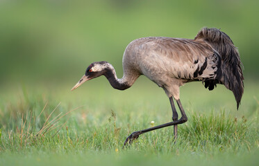 Common crane bird close up ( Grus grus )