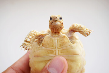 Tortoise on the hands of man (African spurred tortoise ),Cute portrait of baby tortoise ,Geochelone sulcata ,Close up Baby Tortoise Hatching (African spurred tortoise),Birth of new life