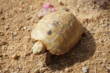 Elongated tortoise in the nature, Indotestudo elongata ,Tortoise sunbathe on ground with his protective shell ,Tortoise from Southeast Asia and parts of South Asia ,High yellow Tortoise
