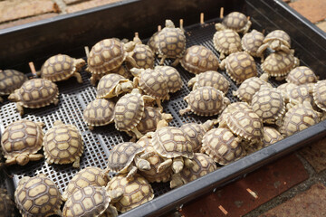 African Sulcata Tortoise Natural Habitat,Close up African spurred tortoise resting in the garden, Slow life ,Africa spurred tortoise sunbathe on ground with his protective shell ,Beautiful Tortoise
