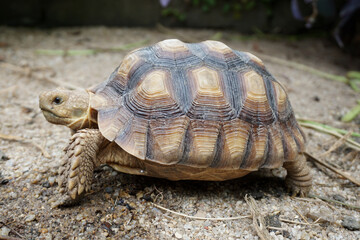 African Sulcata Tortoise Natural Habitat,Close up African spurred tortoise resting in the garden, Slow life ,Africa spurred tortoise sunbathe on ground with his protective shell ,Beautiful Tortoise
