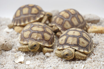African Sulcata Tortoise Natural Habitat,Close up African spurred tortoise resting in the garden, Slow life ,Africa spurred tortoise sunbathe on ground with his protective shell ,Beautiful Tortoise
