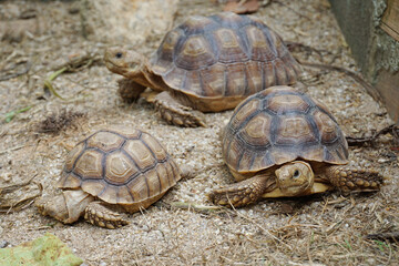 African Sulcata Tortoise Natural Habitat,Close up African spurred tortoise resting in the garden, Slow life ,Africa spurred tortoise sunbathe on ground with his protective shell ,Beautiful Tortoise
