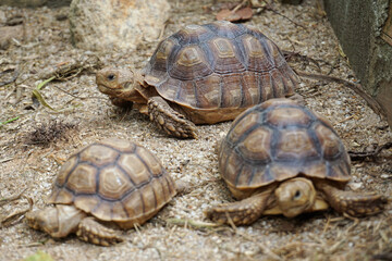 African Sulcata Tortoise Natural Habitat,Close up African spurred tortoise resting in the garden, Slow life ,Africa spurred tortoise sunbathe on ground with his protective shell ,Beautiful Tortoise
