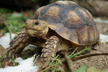 African Sulcata Tortoise Natural Habitat,Close up African spurred tortoise resting in the garden, Slow life ,Africa spurred tortoise sunbathe on ground with his protective shell ,Beautiful Tortoise
