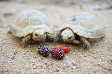 Elongated tortoise in the nature, Indotestudo elongata ,Tortoise sunbathe on ground with his protective shell ,Tortoise from Southeast Asia and parts of South Asia ,High yellow Tortoise
