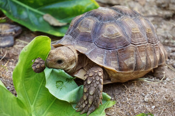 African Sulcata Tortoise Natural Habitat,Close up African spurred tortoise resting in the garden, Slow life ,Africa spurred tortoise sunbathe on ground with his protective shell ,Beautiful Tortoise

