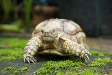 African Sulcata Tortoise Natural Habitat,Close up African spurred tortoise resting in the garden, Slow life ,Africa spurred tortoise sunbathe on ground with his protective shell ,Beautiful Tortoise
