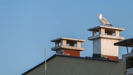 A beautiful seagull sits on the roof of the house.