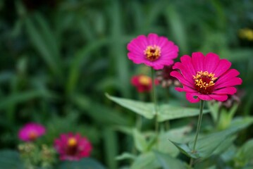 Fototapeta premium pink cosmos flowers