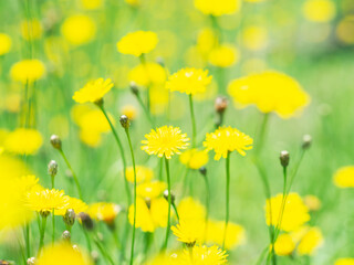 一面に咲くブタナの花