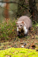 European Pine Marten (Marten Marten) Searching for Food