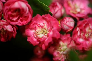 Pink flower blossom close up background Crataegus laevigata family rosaceae botanical modern big size high quality print