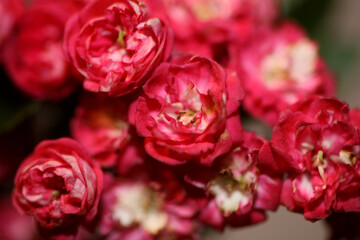 Pink flower blossom close up background Crataegus laevigata family rosaceae botanical modern big size high quality print
