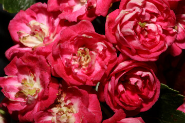Pink flower blossom close up background Crataegus laevigata family rosaceae botanical modern big size high quality print
