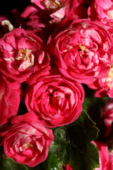 Pink flower blossom close up background Crataegus laevigata family rosaceae botanical modern big size high quality print