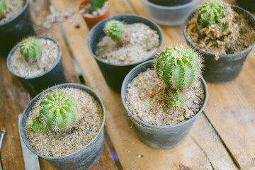Various cactus in small flowerpots.