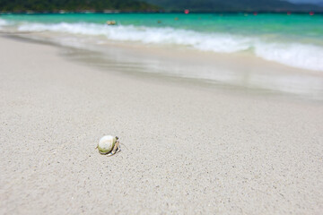 Hermit crab walk on the white sand beach in beautiful Thailand travel island 