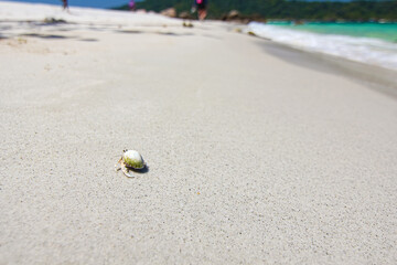 Hermit crab walk on the white sand beach in beautiful Thailand travel island 