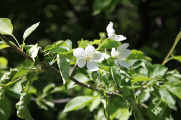 Fototapeta premium white flowers in the garden