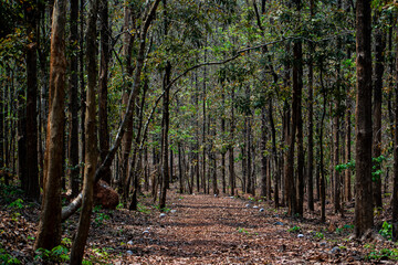 Fototapeta premium footpath in the woods