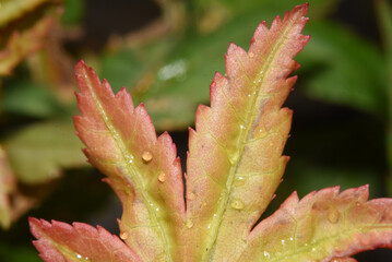 Japanese maple, foliage that is deeply cut, lacy texture.