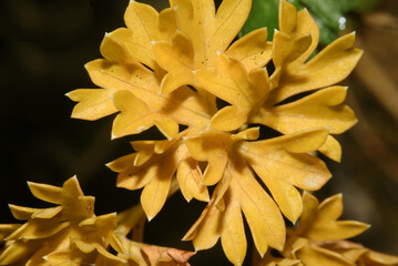 Golden yellow folios bunch, dried Parsley leaves.