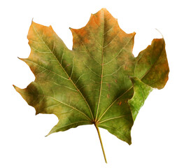 Autumn maple branch with leaves  isolated on  background