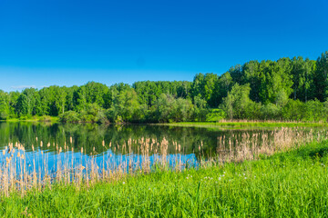 Obraz na płótnie Canvas summer river or lake shore with young birch forest, clear bright blue sky, summertime sunny day landscape