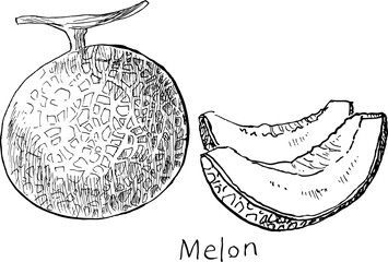 A black and white illustration of a melon drawn with a hand-drawn pen.