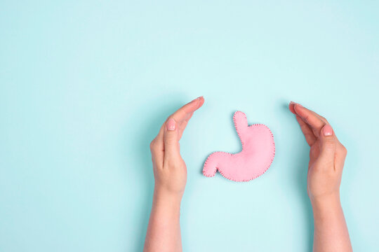 Female hands protect human stomach model on blue background. Treatment of stomach diseases.