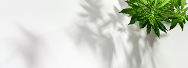 Banner with Growing organic cannabis plants. Beautiful potted marijuana plant on white background with trendy shadows - obrazy, fototapety, plakaty