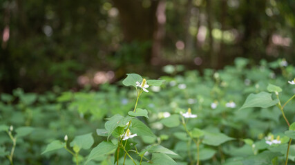 森林に咲くドクダミの花