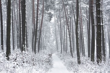 Las w zimie pokryty dużą warstwą śniegu - obrazy, fototapety, plakaty