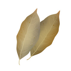 Watercolor Bay Leaves isolated on white background. Digital art painting. © kittikorn Ph.