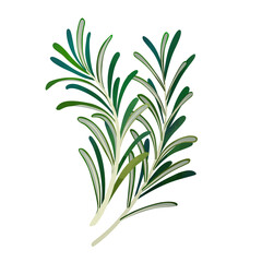Watercolor Rosemary isolated on white background. Digital art painting.