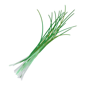 Watercolor Chives Isolated On White Background. Digital Art Painting.