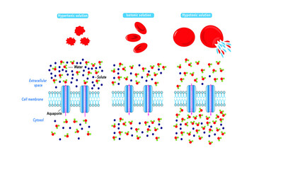 Osmosis [Hypertonic, isotonic, hypotonic solutions]