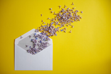 purple flower petals and white envelope on yellow background