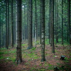 Widok drzew w lesie - drzewa iglaste w porannym słońcu, las iglasty © Michal45