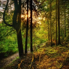 Widok drzew w lesie - drzewa iglaste w porannym słońcu, las iglasty © Michal45