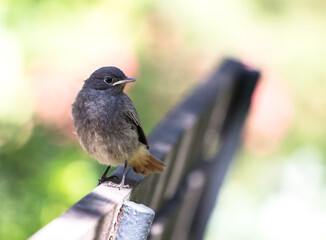 Single young redstart bird (Phoenicurus phoenicurus) with a bokeh background