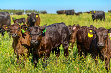 Black Angus calves graze on a green meadow.