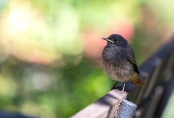 Single young redstart bird (Phoenicurus phoenicurus) with a bokeh background