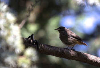 Single young redstart bird (Phoenicurus phoenicurus) with a bokeh background