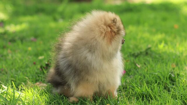 Cutest Little Pedigree Pomeranian puppy Resting on a Lawn, Looks at Camera. Top Quality Dog Breed Specimen Shows it's Smartness, Cuteness, and Fluffy Beauty