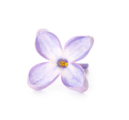 Obraz premium Beautiful lilac flower on white background