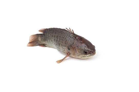 Climbing perch fish(Anabas testudineus) isolated on white background.